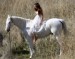 miley-cyrus-white-horse-photo-shoot-7.jpg